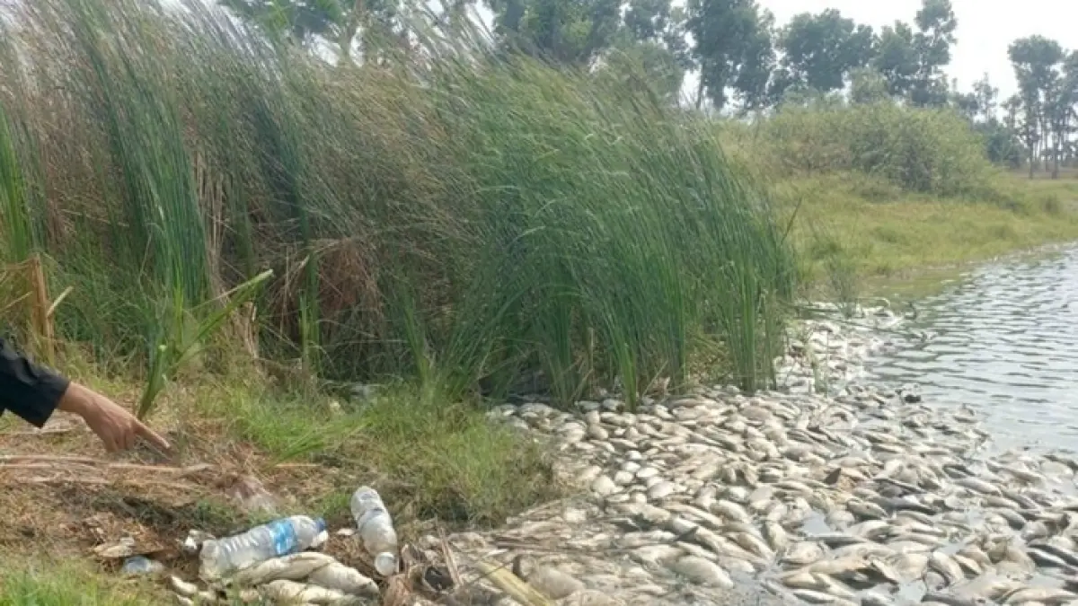 Ratusan bangkai ikan tampak mengambang di tepi peraian bekas area tambang di Desa Mliwang Kecamatan Kerek, kemarin (27/7).&nbsp;(Shafa Dina Hayuning Mentari/Radar Tuban)