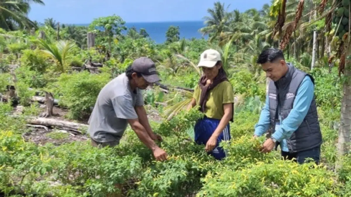 Mantri BRI Dampingi Petani dan Nelayan di Talaud. (Dok. BRI)