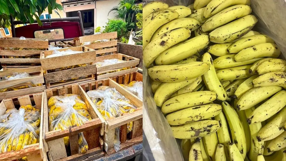 Pesanan 14 peti pisang dibatalkan MBG. (Istimewa)