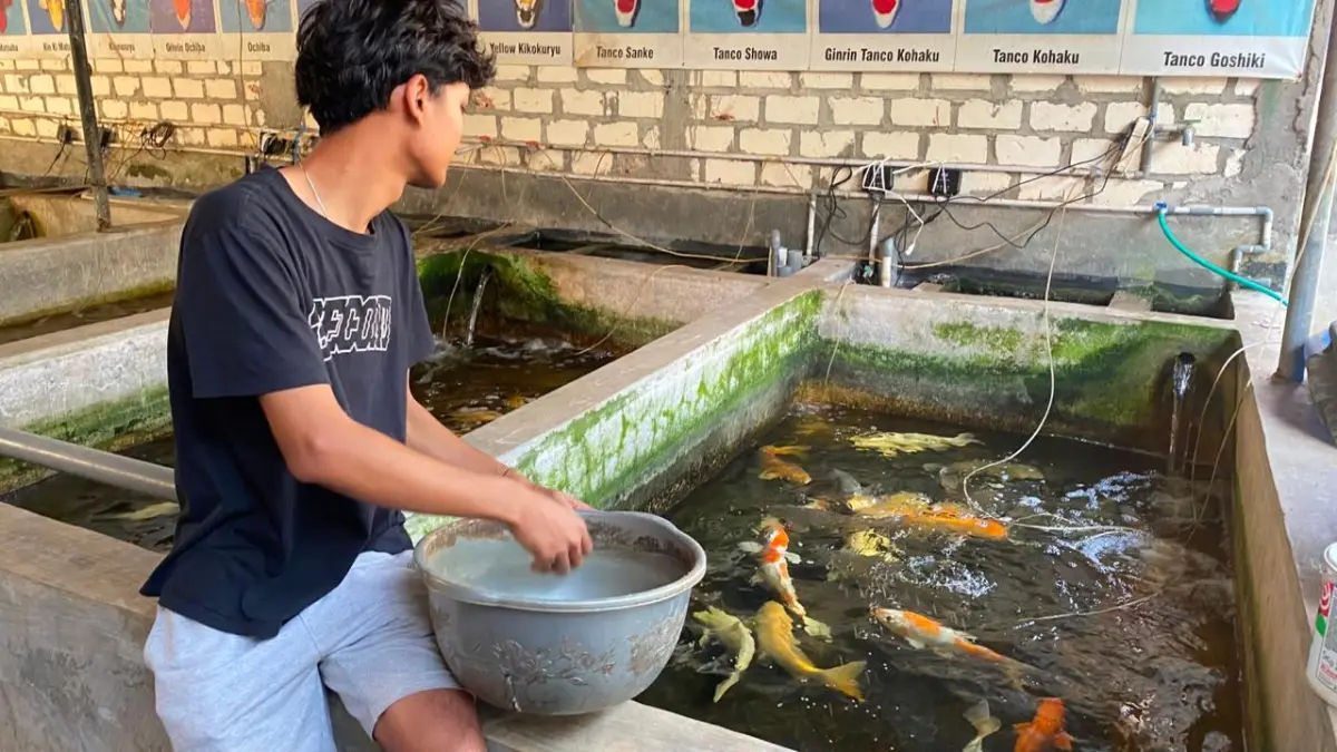 Edo tengah memberi pakan ikan-ikan koi yang dibudidayakan dan dijualnya. (ISTIMEWA)