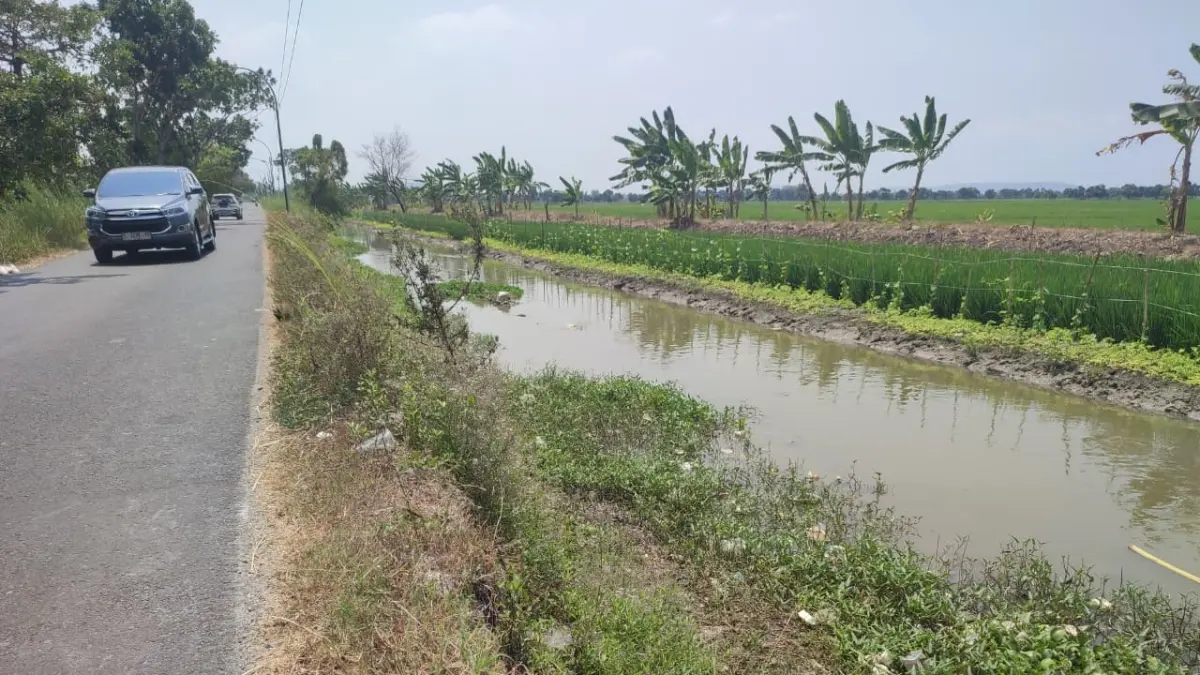 Kali Avur Kuwu yang melintasi Kecamatan Plumpang dan Widang. Kondisi avur ini mengalami pendangkalan dan penyempitan. (Andreyan/Radar Tuban)