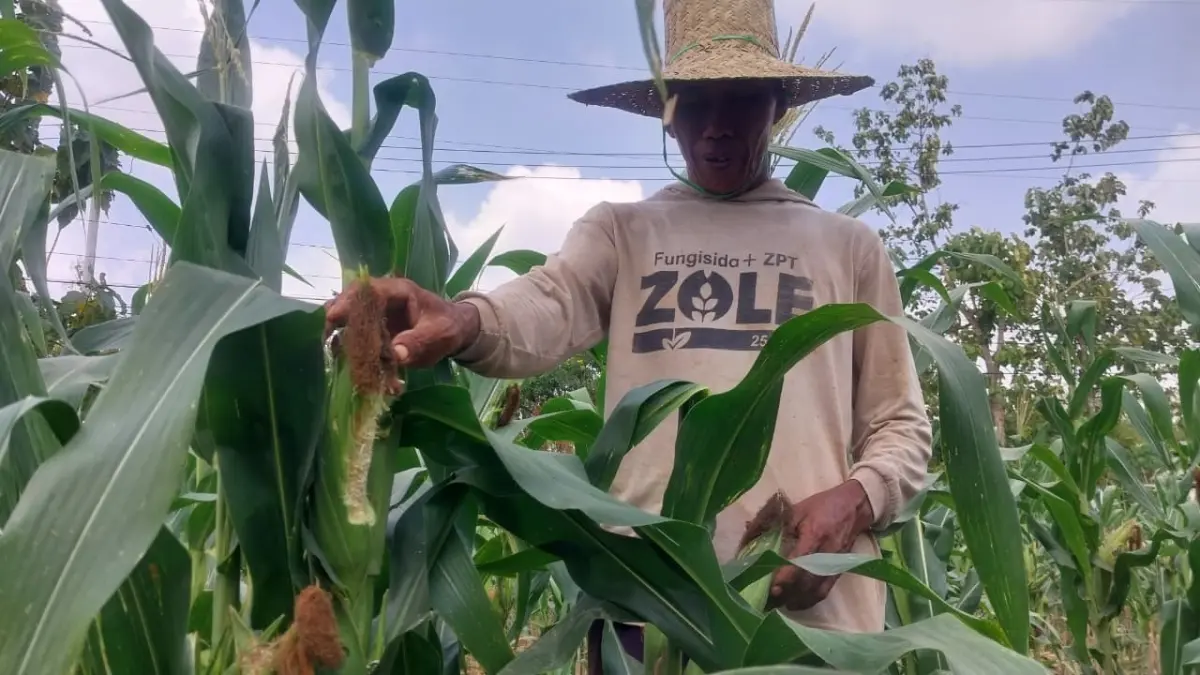Petani Desa Wolutengah, Kecamatan Kerek menunjukkan tanaman jagung di lahannya yang diserang hama tikus. (Radar Tuban)
