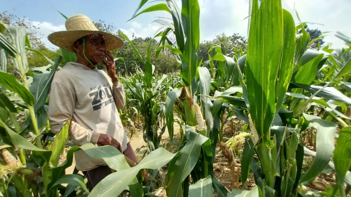 Seorang petani jagung lokal di Tuban. (Istimewa)