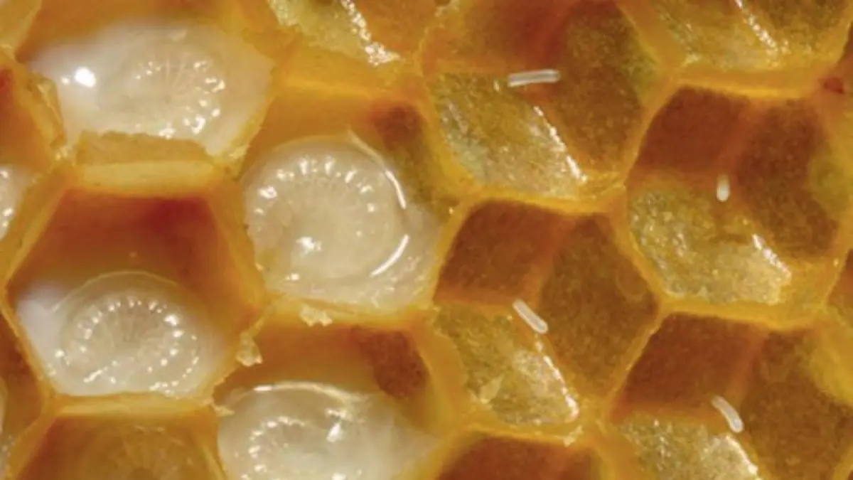 Royal jelly yang dibandrol dengan harga sangat mahal. (Pinterest.com)