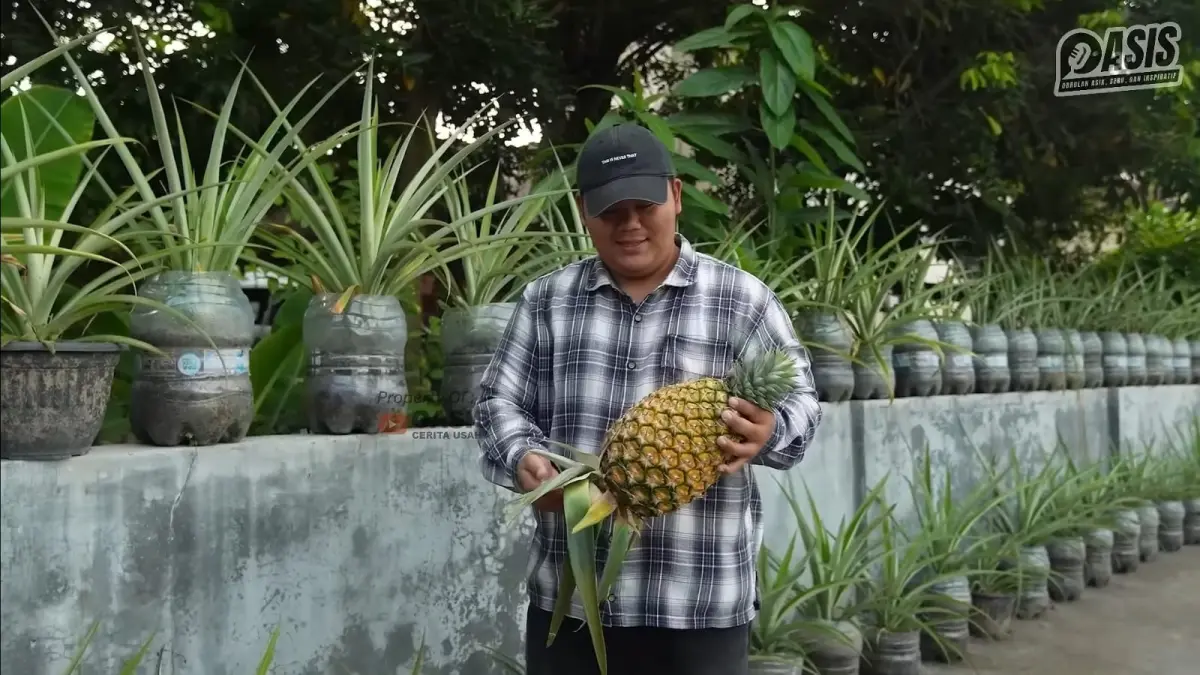Pemilik Jamal Farming memperlihatkan buah nanas berukuran jumbo hasil budidaya hemat lahan dengan memanfaatkan wadah galon air mineral bekas. (youtube.com/OASIS)
