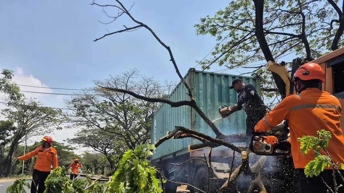 Diduga akibat angin kencang, sebuah pohon penghijauan tumbang menimpa sebuah truk kontainer di Jalan Semarang, persisnya di Desa Temaji, Kecamatan Jenu, kemarin (26/8) siang. (BPBD TUBAN UNTUK RADAR TUBAN)