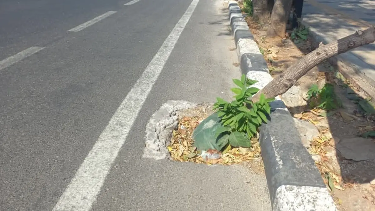 Kondisi lubangan saluran drainase yang dipenuhi endapan sisa lumpur, sampah daun, hingga berubah fungsi menjadi pot tanaman. (AHMAD ATHO’ILLAH/RADAR TUBAN)