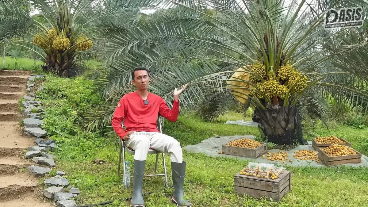 Alwih Rahmatullah bersama hasil panen kurma Barhi segar di kawasan Kebun Kurma Ciletuh, Sukabumi. (youtube.com/ OASIS)