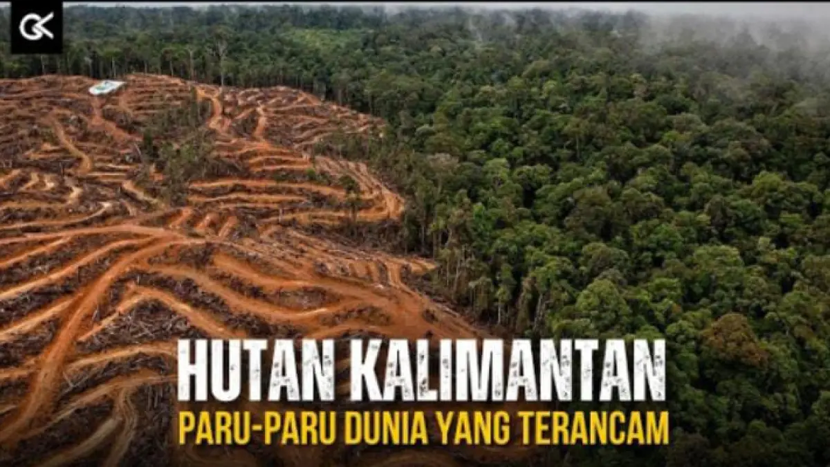 Potret hutan Kalimantan paru-paru dunia yang kini sedang terancam. ( Tangkapan layar video YouTube kanal Geo Curious 20)