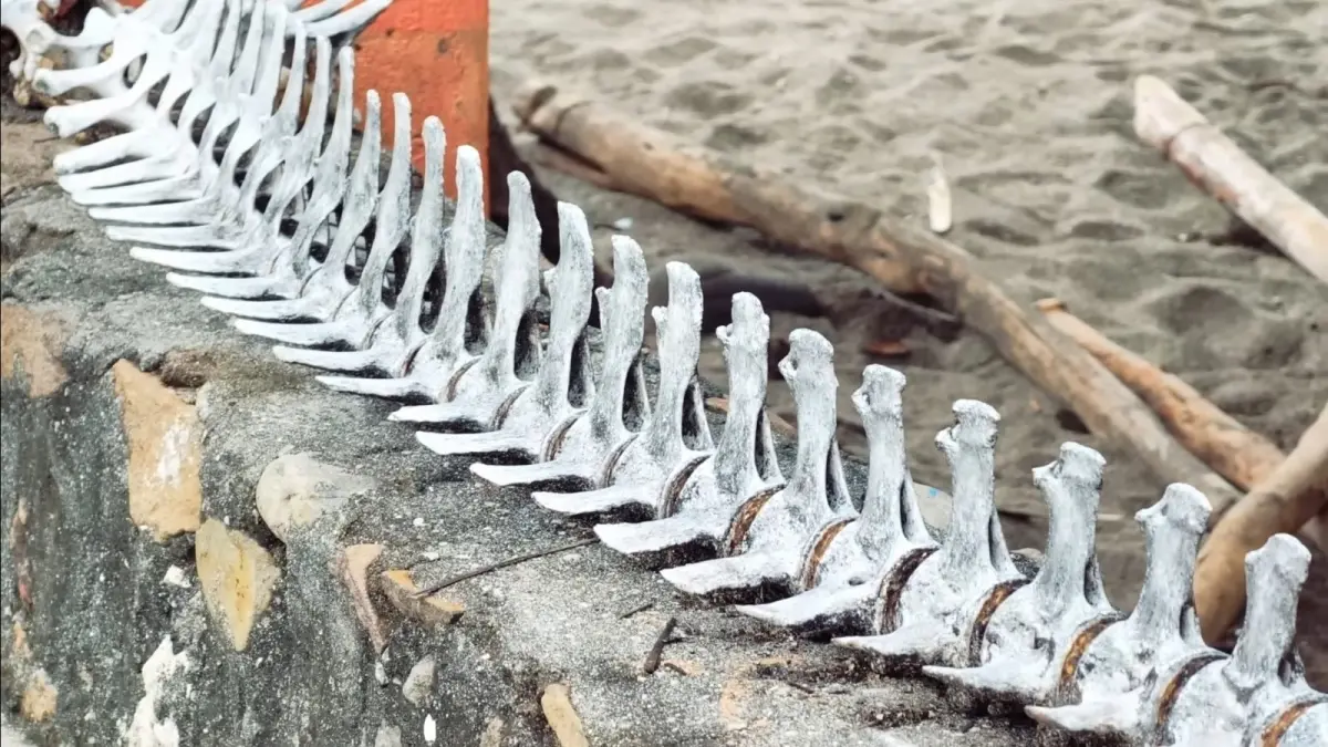 Deretan tulang paus yang menghiasi kawasan pesisir Desa Lamalera, Lembata, Nusa Tenggara Timur, sebagai simbol tradisi bahari masyarakat setempat. (youtube.com/ Jajago Keliling Indonesia)