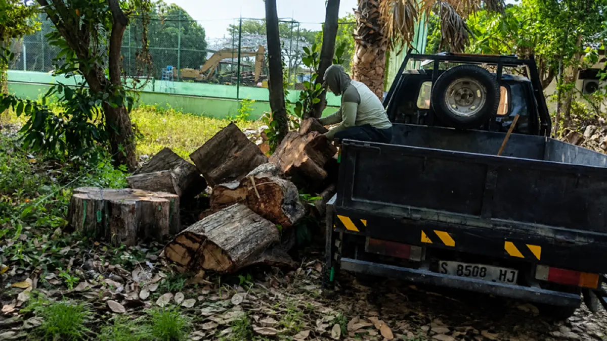 Dinas PUPRPRKP Tuban menjelaskan pengelolaan kayu hasil penebangan pohon penghijauan yang terdampak proyek drainase di sejumlah ruas jalan. (Istimewa)