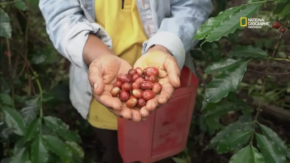 Hasil panen buah kopi pilihan petani Berastagi. (youtube.com/ Nat Geo Indonesia)