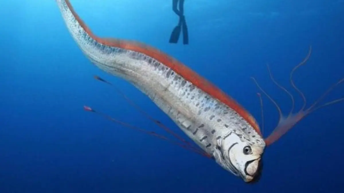 Ikan raksasa laut dalam Oarfish yang sering dikaitkan dengan mitos raksasa laut dan pertanda gempa. (Pinterest)