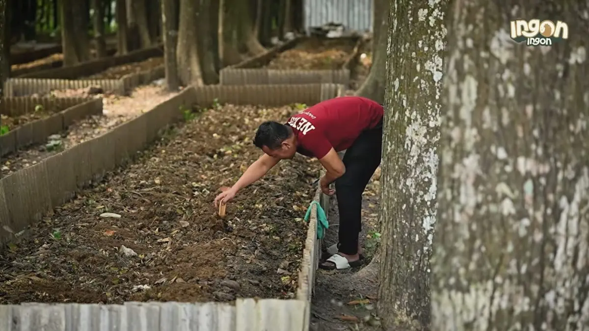 Proses perawatan media budidaya cacing yang memanfaatkan lahan teduh di bawah pepohonan. (youtube.com/ Pecah Telur) 