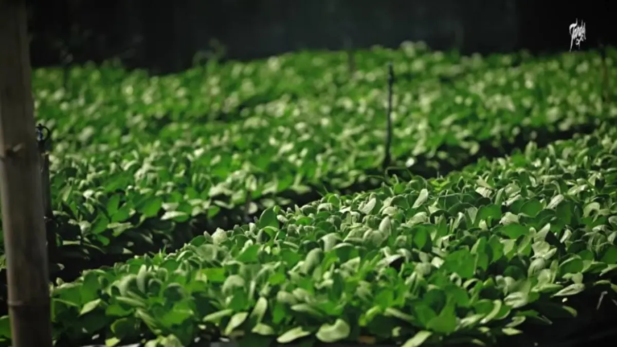 Budidaya Sayur pakcoy yang siap dipetik melalui konsep open farm. (Tangkapan layar Youtube)