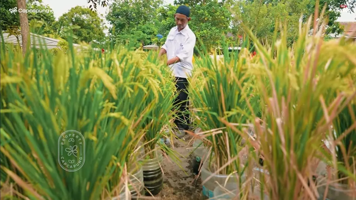 Penampakan tanaman padi dalam wadah galon bekas. (Tangkapan layar Youtube/ CapCapung)