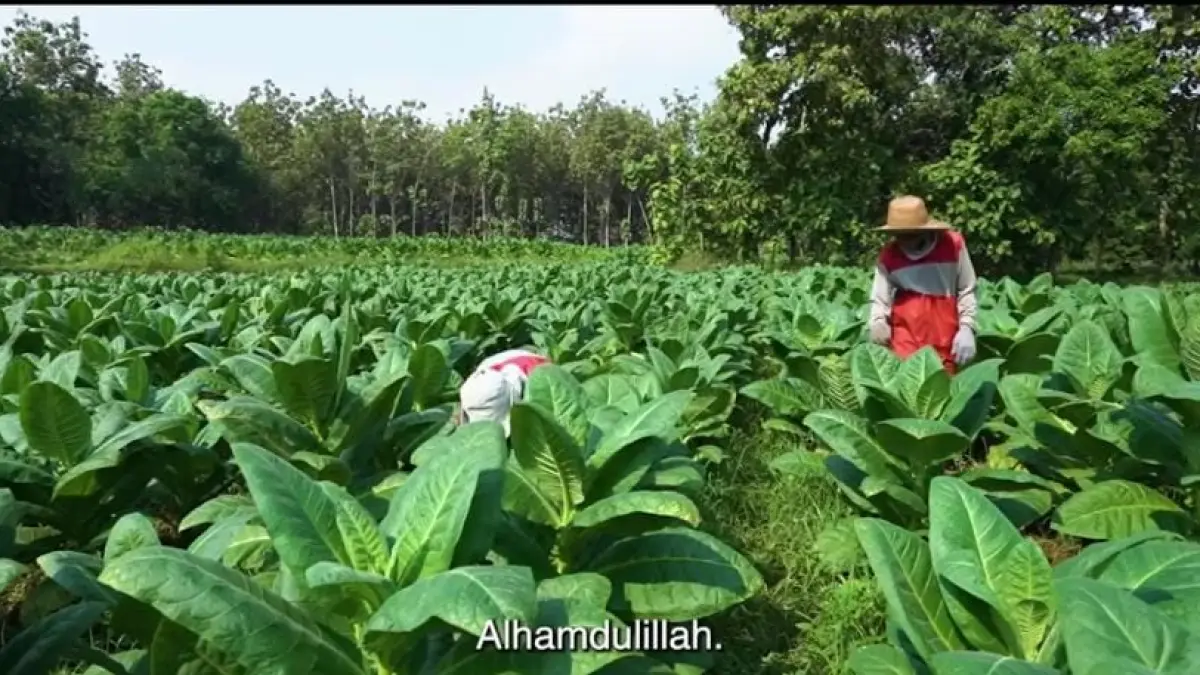 Potret tanaman tembakau yang menjadi pilar ekonomi warga Rembang. (Tangkapan Layar YouTube)