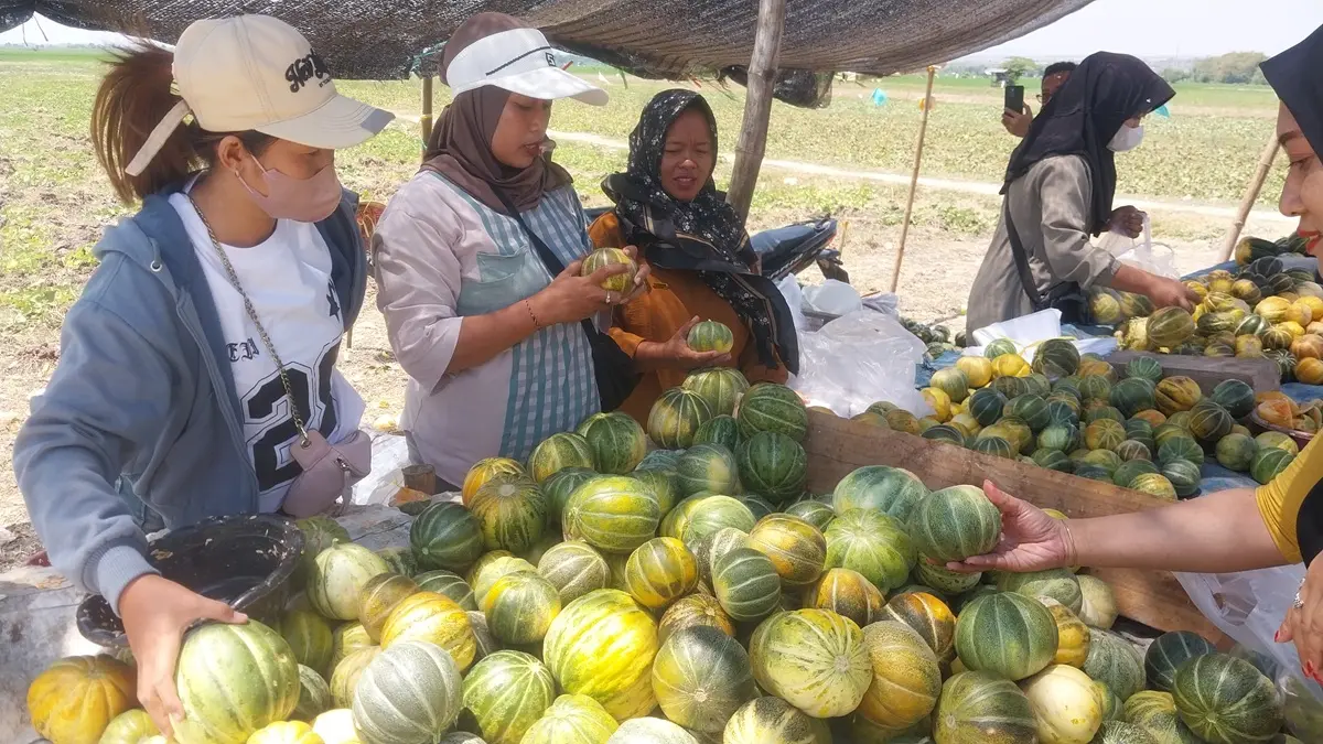 Salah satu pembeli memilih blewah di tepi jalan Desa Sambungrejo, Kecamatan Merakurak. (M. MAHFUDZ MUNTAHA/RADAR TUBAN)