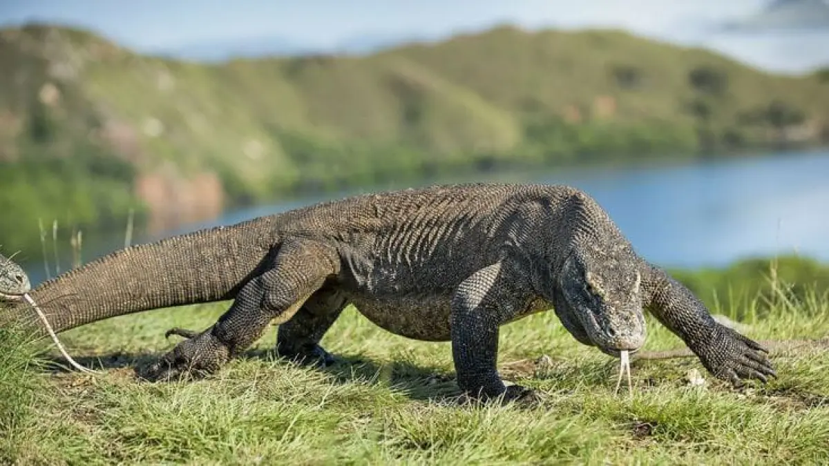 Komodo, kadal terbesar di dunia yang menjadi simbol warisan evolusi satwa purba. (Pinterest.com)