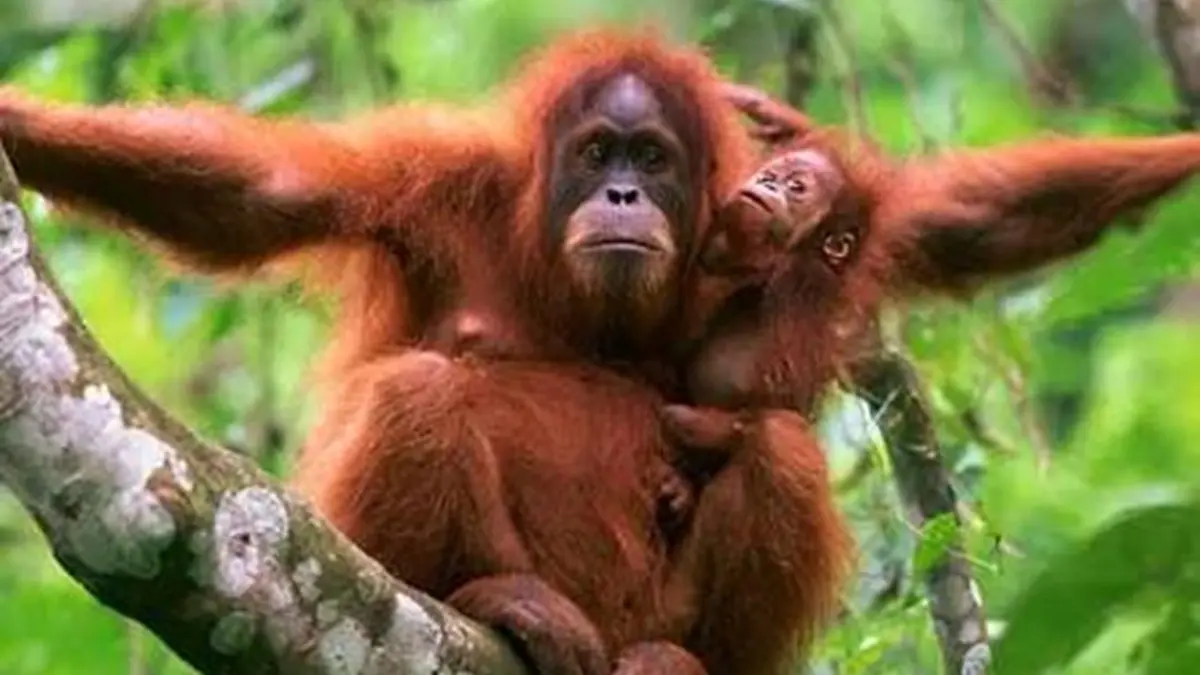 Orang utan Kalimantan menghadapi ancaman akibat karhutla. (Dok. Worldwildlife)