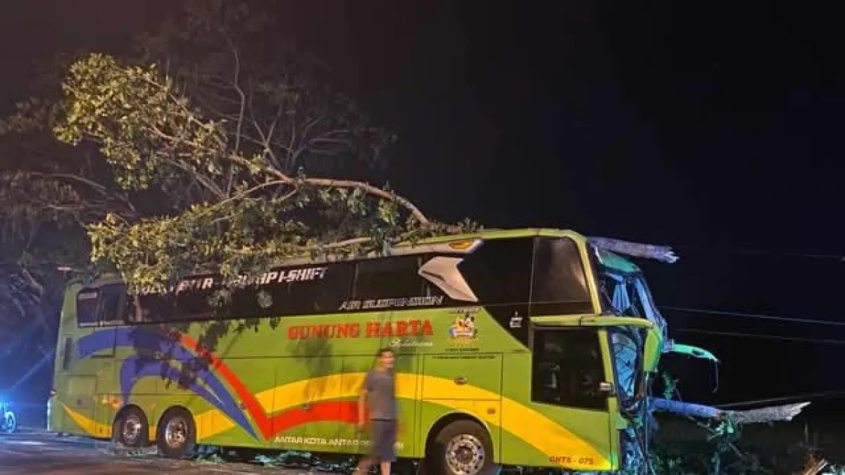 Kondisi Bus Gunung Harga pasca menghantam pohon di tepi jalan Widang-Tuban, Selasa (15/9). (Istimewa)