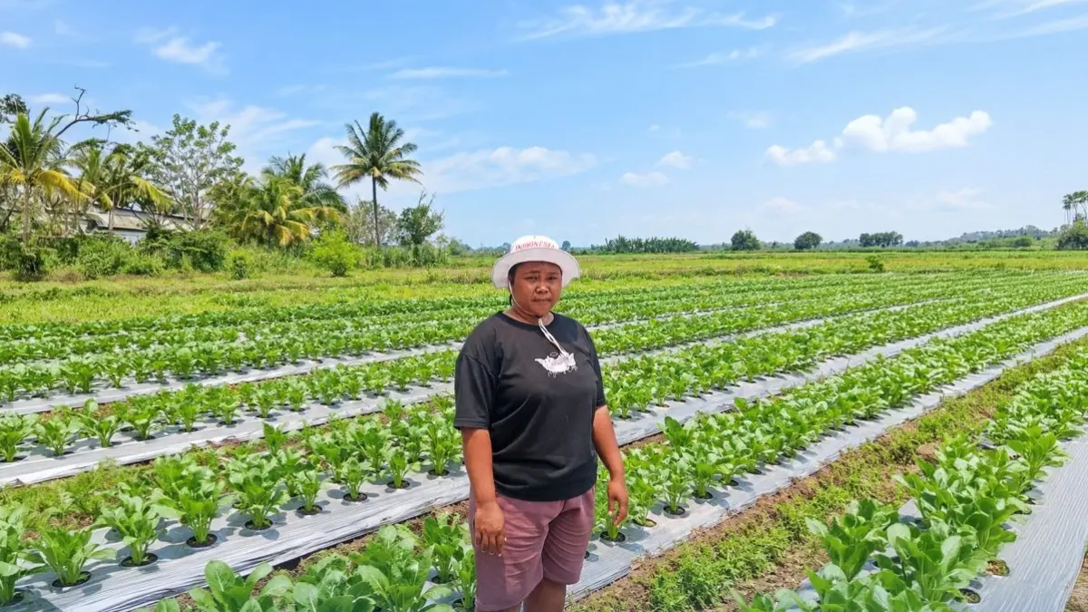 Mur Dwi Astuti mengembangkan usaha padi di Merauke dari satu menjadi tiga hektare.