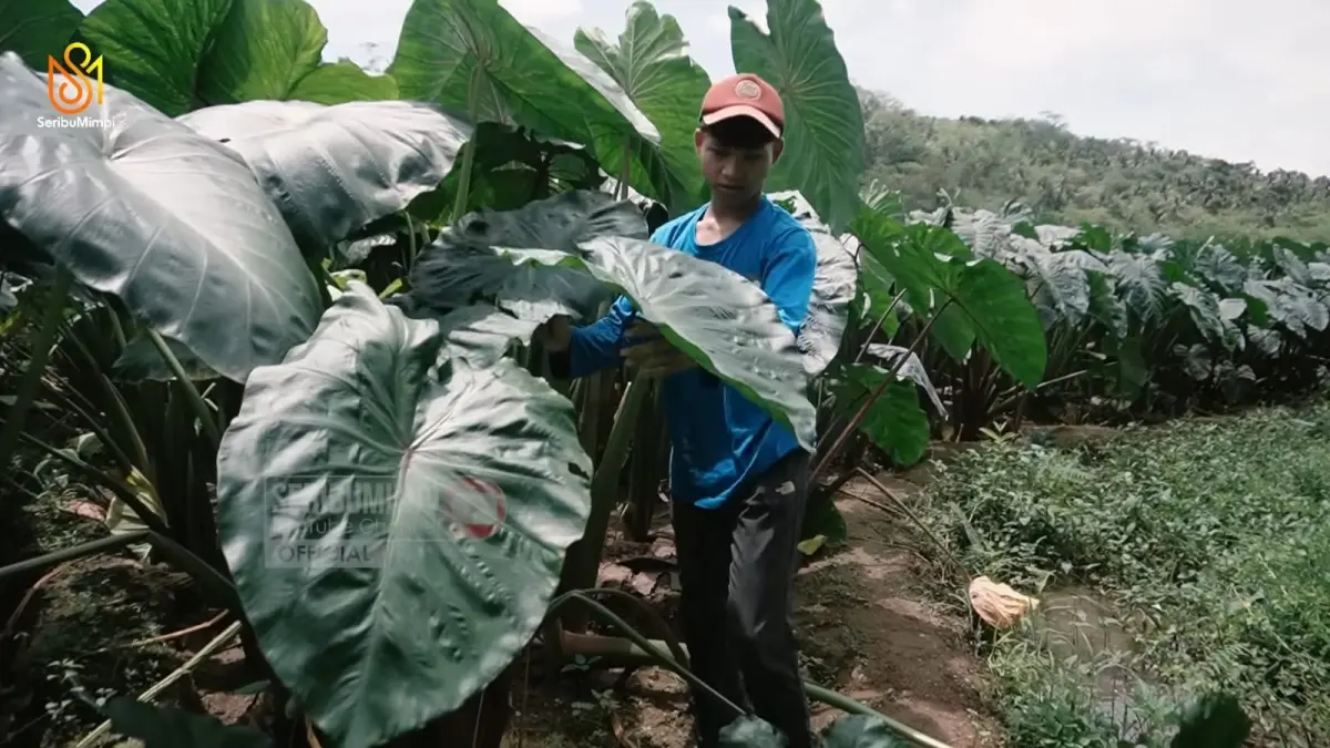 Khairin Alvisah, pemuda pelopor budidaya talas asal Desa Bantarbarang, Purbalingga. (Tangkapan layar Youtube SeribuMimpiInspirasi)