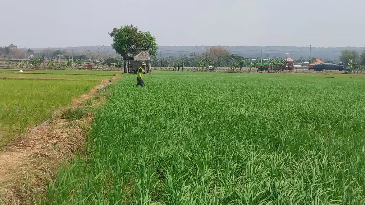 Petani di Desa Kembangbilo, Kecamatan Tuban yang masih menanam padi meski muncul peringatan ancaman EL Nino.&nbsp;(Radar Tuban)