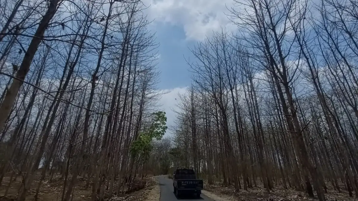 Kemarau panjang membuat daun pohon jati berguguran dan hutan mengering. (Ahmad Atho