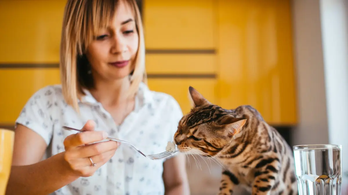 Kucing yang mencoba makanan manusia. (Magnific @freepic.diller)