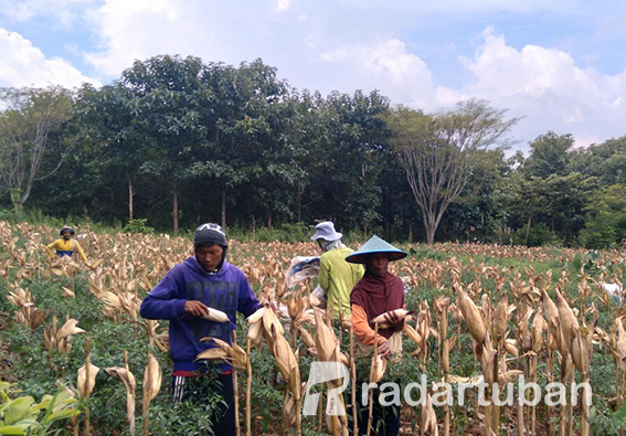 SIAP DIBAWA KE LUAR KOTA: Para petani memanen jagung di lahan pertanian di wilayah Kecamatan Grabagan. / Yusab Alfa Ziqin