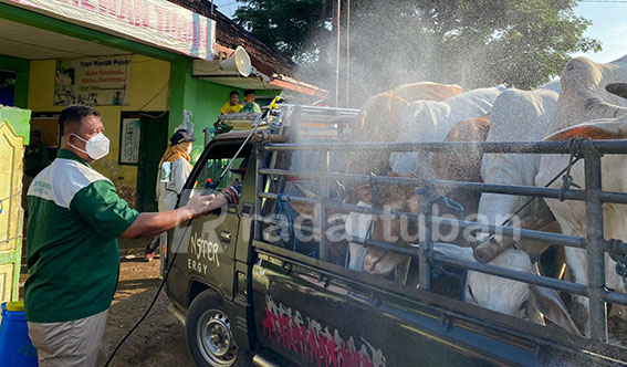 ANTISIPASI PENYEBARAN PMK: Petugas dari DPKK Tuban melakukan pemantauan dan penyemprotan desinfektan di Pasar Hewan Tuban. / M. Mahfudz Muntaha