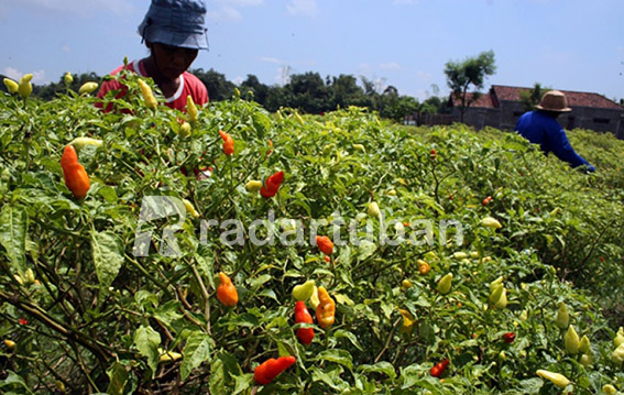TAK PRODUKTIF: Cabai di salah satu tegalan di Kecamatan Grabagan yang tampak mengerut karena terserang penyakit pathek.