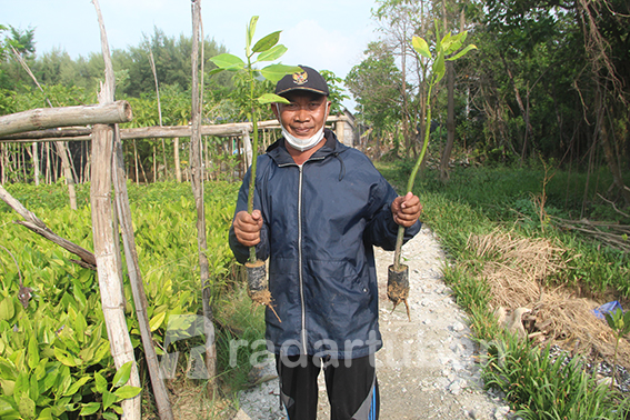 PEDULI LINGKUNGAN PANTAI: Ali Mansur menunjukkan tanaman mangrove yang dibudidayakan. / Andhika Feriawan