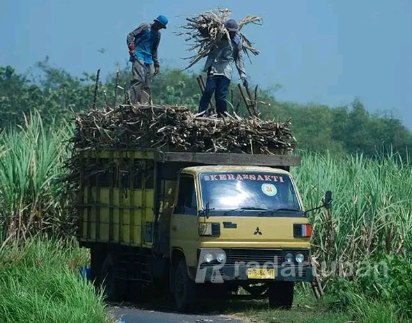 MANISNYA KOMODITAS TEBU: Petani tebu di wilayah Kecamatan Parengan mengangkut hasil panen tebu.