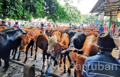 PEKAN DEPAN BUKA?: Pasar Hewan Tuban di Kelurahan Gedongombo, Kecamatan Semanding sebelum ditutup akibat virus PMK, pekan depan direncakan bukan kembali. / M. Mahfudz Muntaha