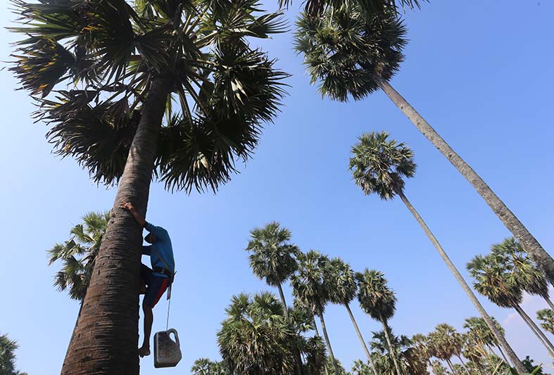 BUKAN MILIK TUBAN: Pohon bogor yang banyak tumbuh di Tuban, namun diklaim dan didaftarkan kekayaan intelektual komunal kabupaten lain. / jawa pos radar tuban
