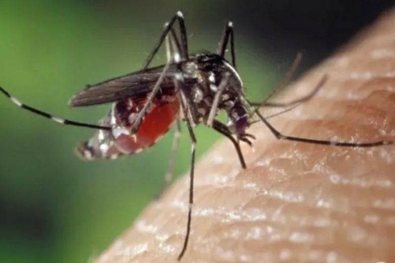 Ilustrasi: Nyamuk penyebab Demam Berdarah Dengue (DBD). (ANTARA/HO