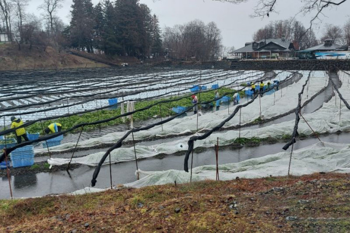 Tempat budidaya wasabi milik PT Dayo Wasabi Farm di Kota Azumino, Prefektur Nagano, Jepang, Minggu (19/2/2023). (ANTARA/Katriana)