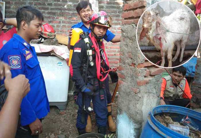 EVAKUASI: Sejumlah petugas BPBD Kota Pasuruan saat hendak mengevakuasi kambing jantan dari dalam sumur di Kelurahan Pohjentrek, Jumat (30/6) pagi. Inset, Kambing yang sempat masuk sumur. (Foto : BPBD