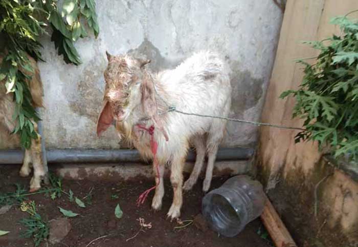 BASAH KUYUP: Kambing yang sempat masuk sumur. (Foto : BPBD Kota Pasuruan for Jawa Pos Radar Bromo)