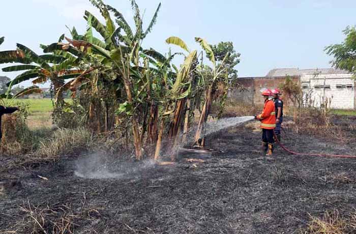 Personel damkar melakukan pembasahan di lahan yang terbakar di Petahunan, Minggu (2/7) pagi.