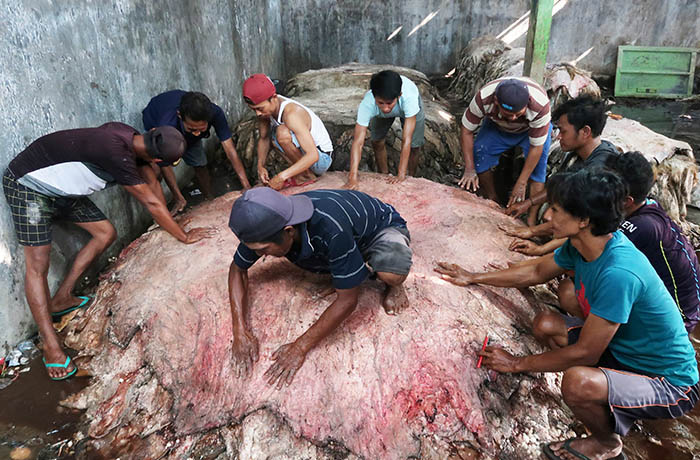DIAWETKAN: Sejumlah pekerja sedang menggarami kulit sapi di salah satu gudang kulit sapi dan kambing di Jalan Kolonel Sugiyono, Kelurahan Trajeng, Kecamatan Panggungrejo, Kota Pasuruan. Foto diambil pada Jumat (30/6) siang.
