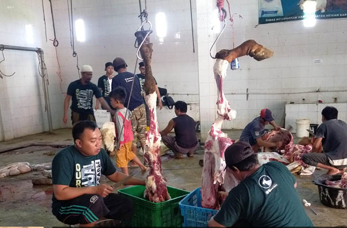 POTONG: Sejumlah petugas melakukan pemotongan ternak di salah satu RPH milik Pemkab Probolinggo.