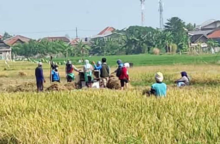 PANEN: Petani di Kota Pasuruan sedang panen padi di sebuah lahan persawahan di Kelurahan/Kecamatan Purworejo, Kota Pasuruan, Selasa (4/7).