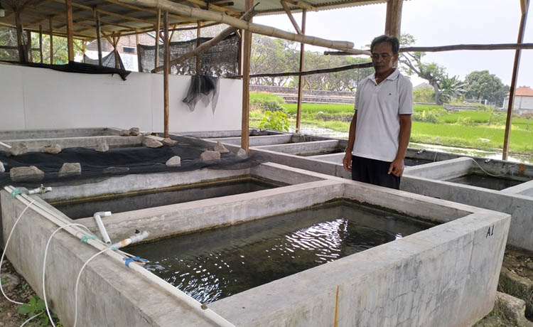 MENGHASILKAN: Kolam budi daya wader merah milik M. Sudarmaji.&nbsp; (Foto: Rizal F Syatori/Jawa Pos Radar Bromo)