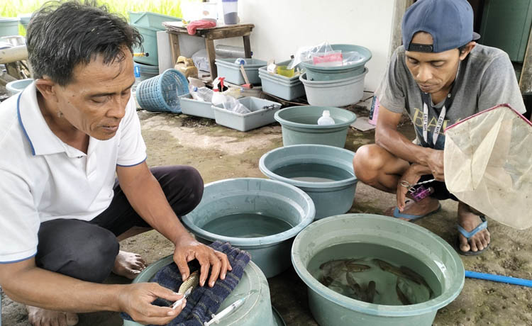 MANUAL: Sudarmaji menyuntik hormon indukan wader merah. (Foto: Rizal F Syatori/Jawa Pos Radar Bromo)