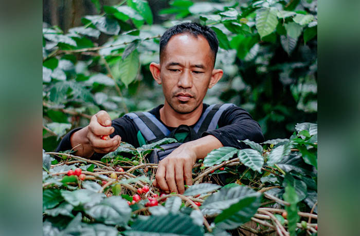HARGA NAIK: Jumali, petani kopi asal Gutean, Desa Dayurejo, Prigen, saat memanen biji kopi di kebunnya beberapa waktu lalu. Saat ini, harga kopi sedang bagus-bagusnya.