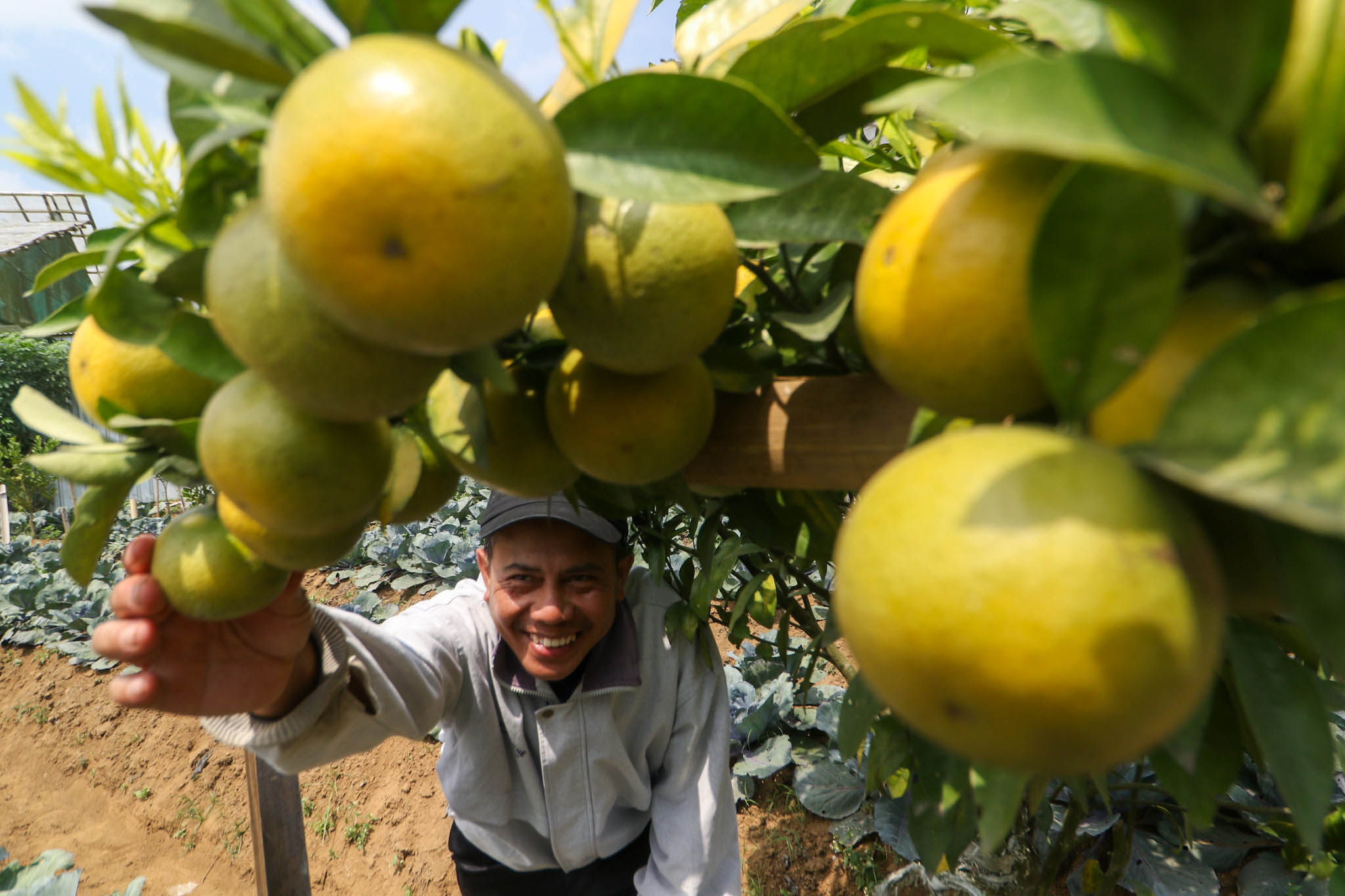 SUBUR: Petani jeruk di Tutur saat menunjukkan buah produksinya.