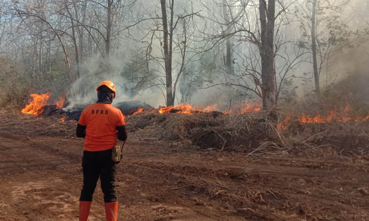 LAWAN API: Petugas BPBD Kabupaten Probolinggo, memantau kebakaran di hutan Gunung Bentar, beberapa waktu lalu.